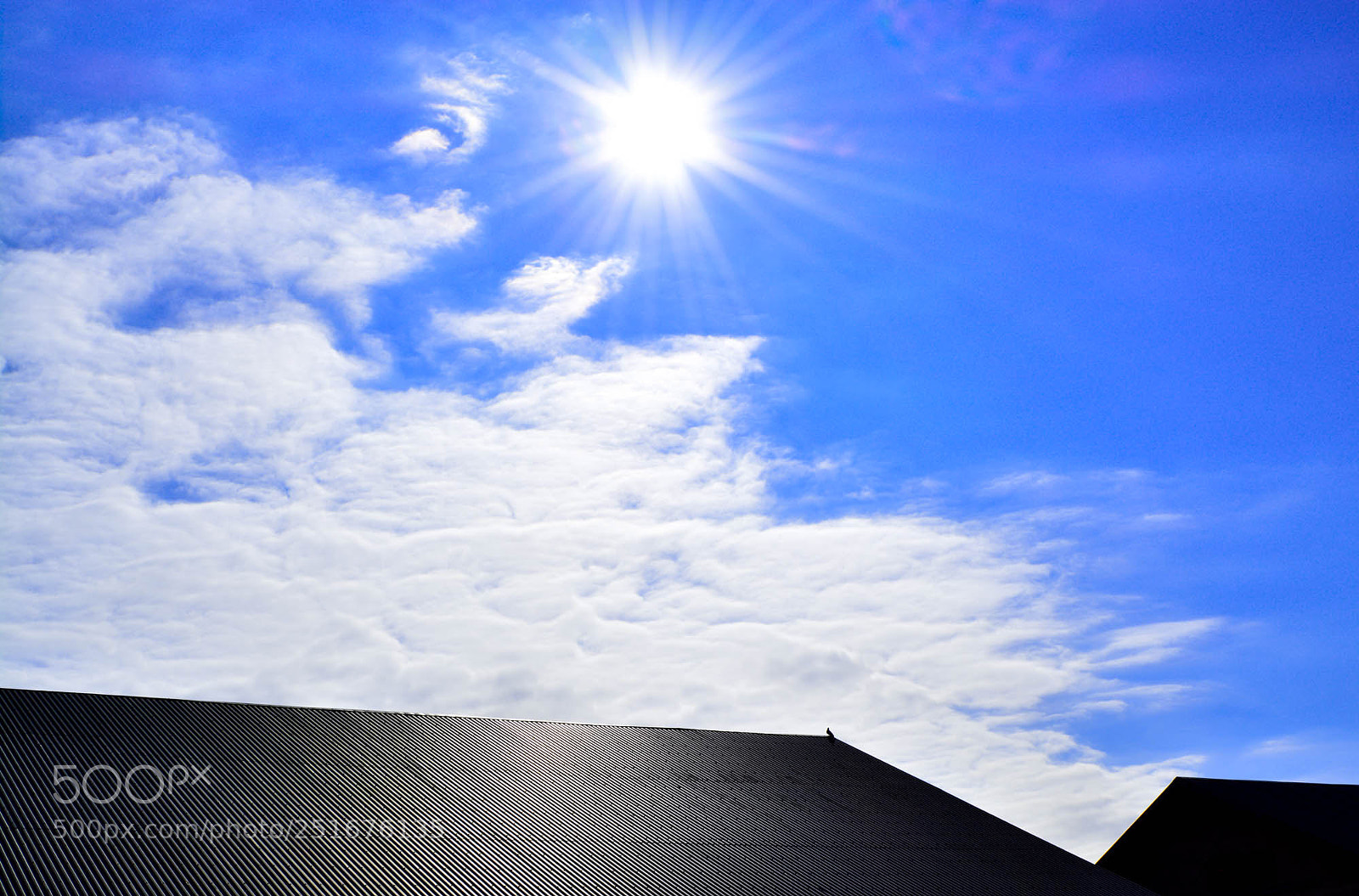 Nikon D5200 sample photo. Pigeon on a sunny photography