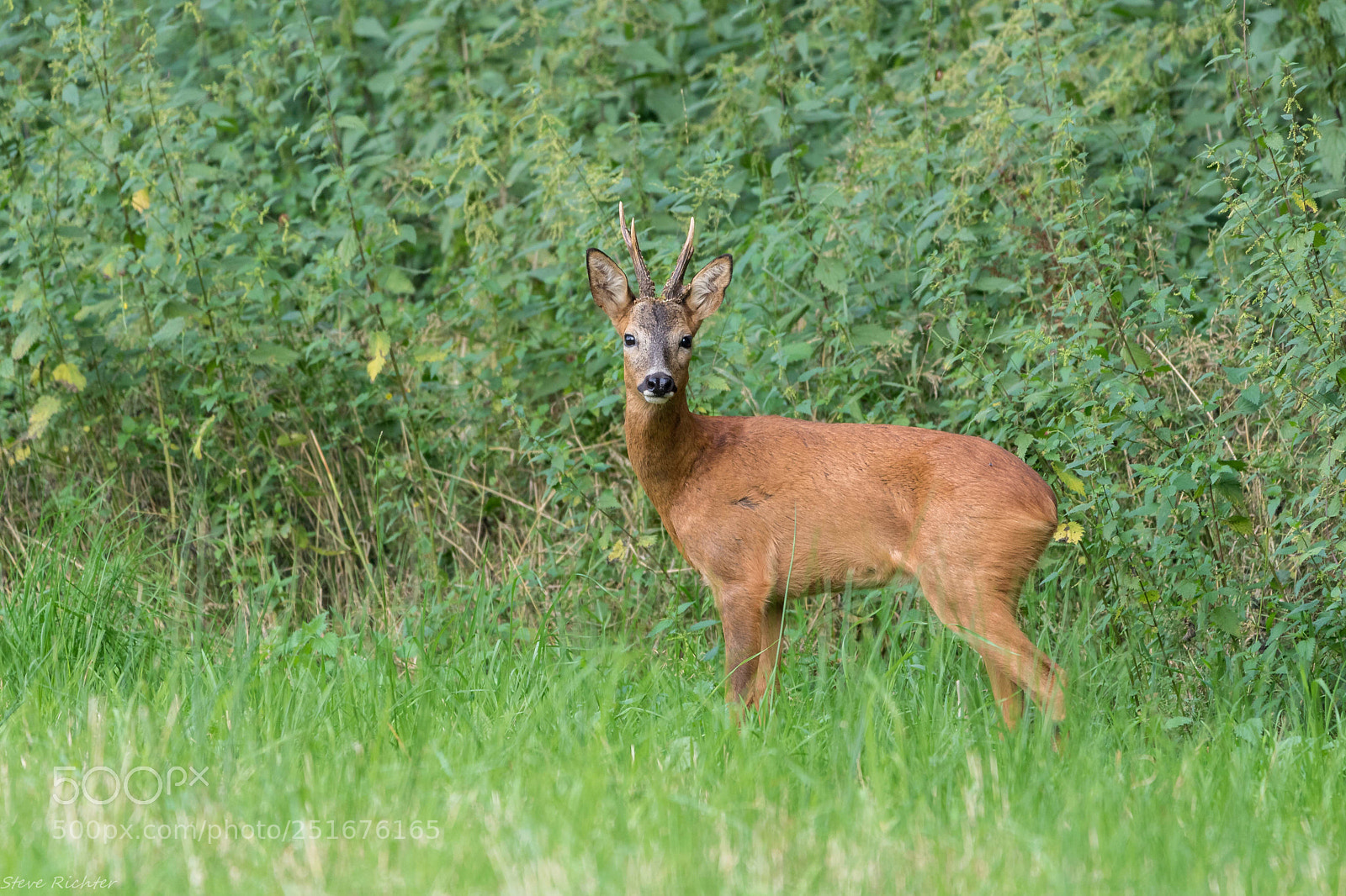 Canon EOS 760D (EOS Rebel T6s / EOS 8000D) sample photo. Roebuck during rutting season photography