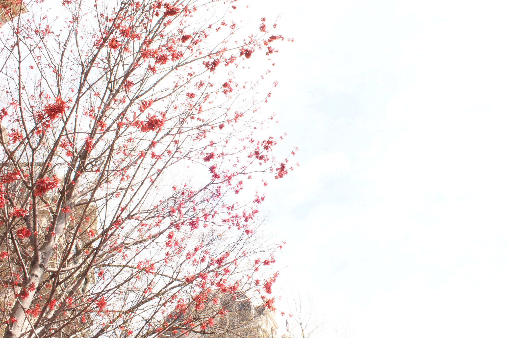 Olympus PEN E-PL1 sample photo. Flower day :) hope photography
