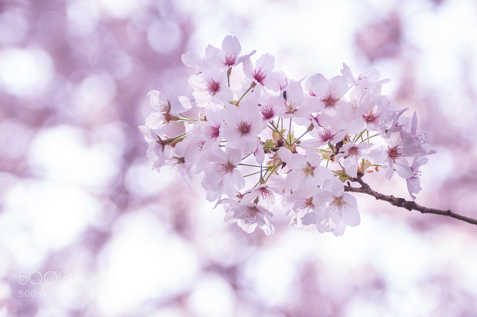 Pentax K-3 sample photo. Sakuta saku photography
