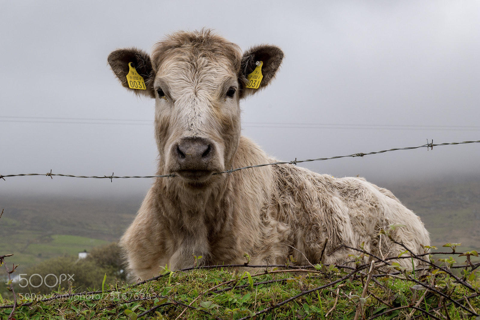 Panasonic Lumix DMC-G85 (Lumix DMC-G80) sample photo. The cow photography