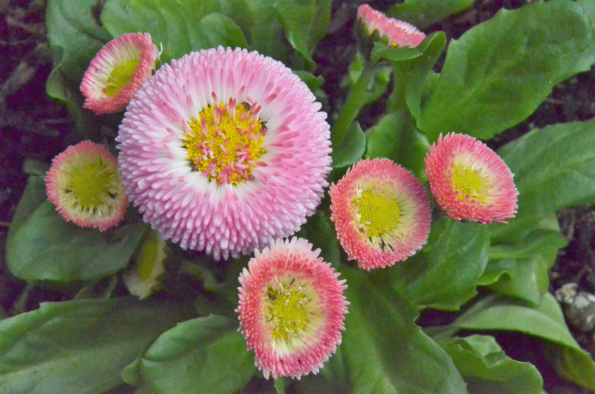 Nikon D5100 sample photo. Frühling photography