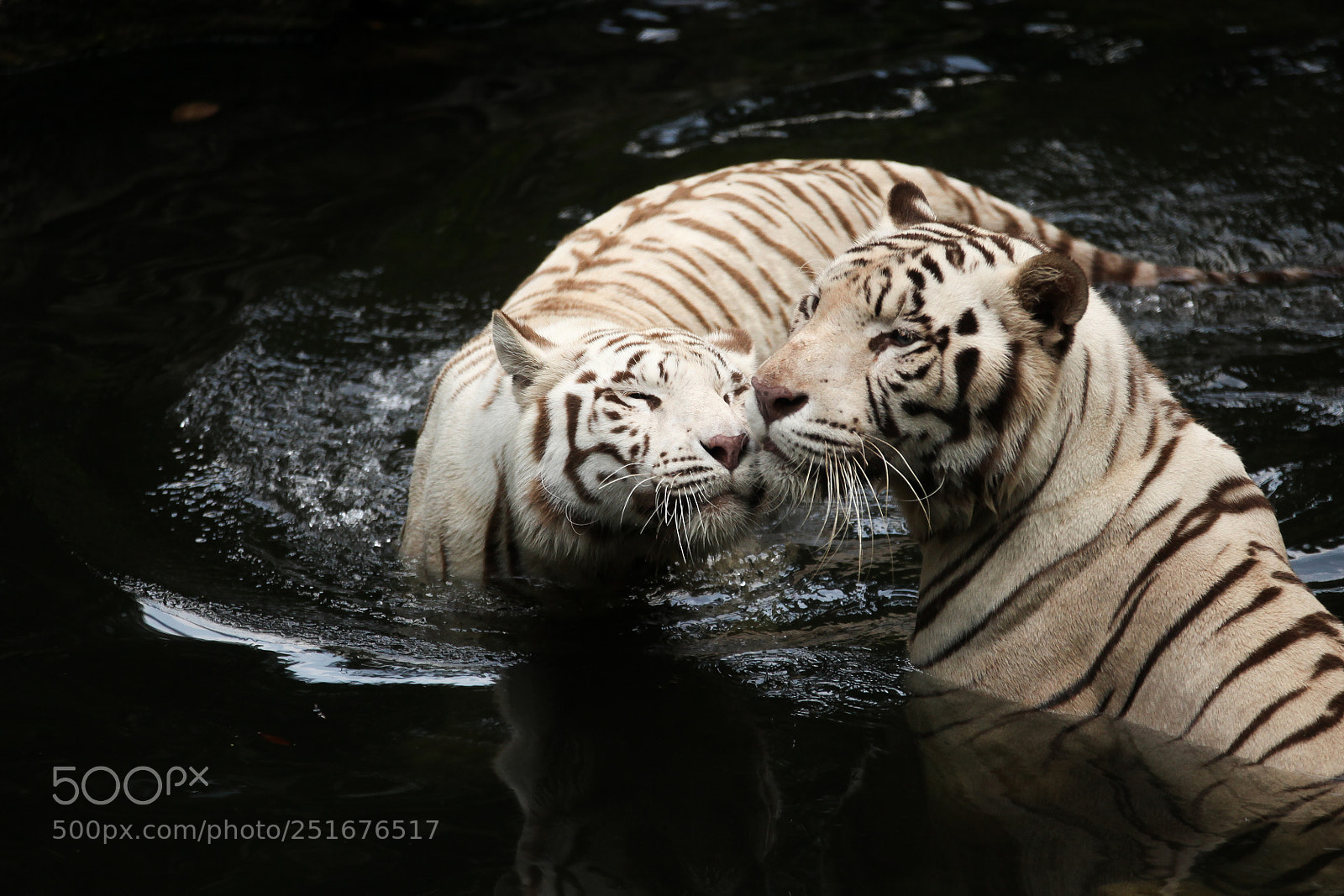 Canon EOS 5D Mark II sample photo. White tigers photography