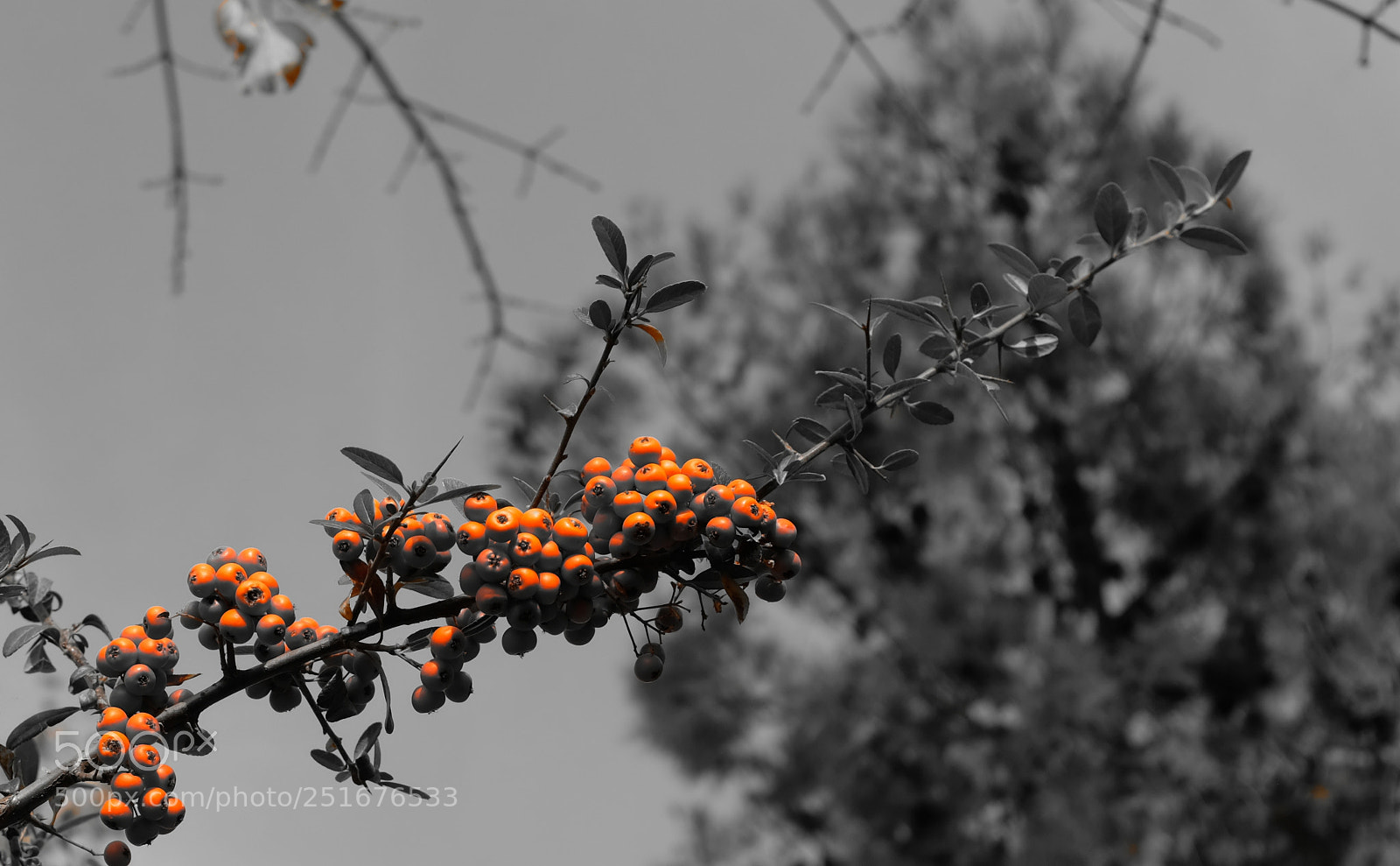 Fujifilm X100F sample photo. Orange photography