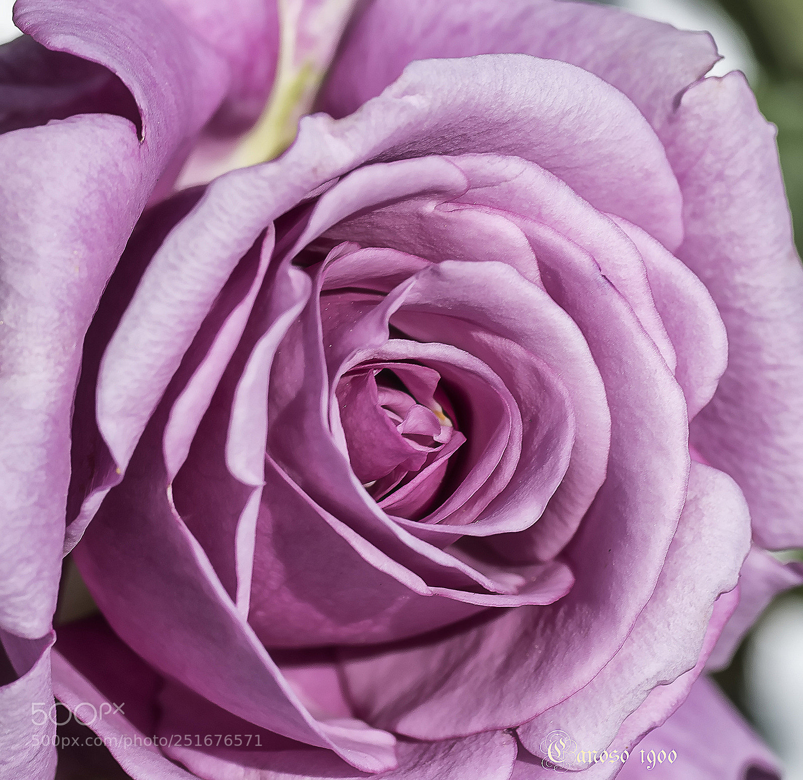 Nikon D810 sample photo. Rosa photography