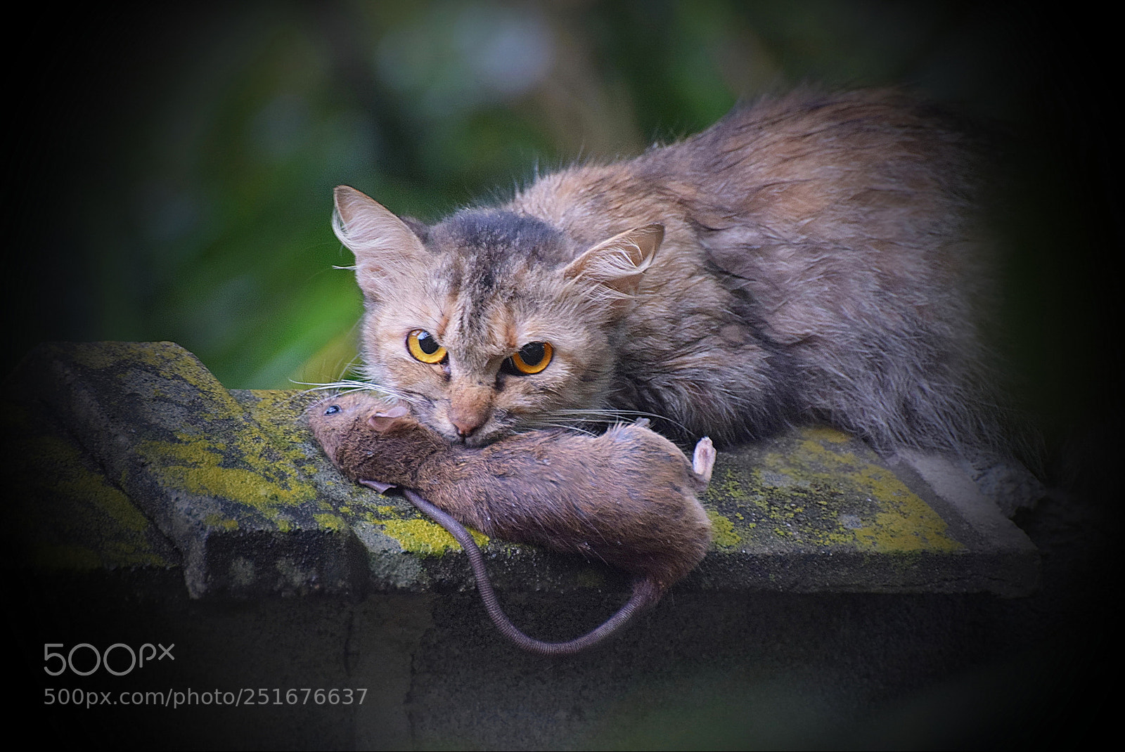 Nikon D5300 sample photo. My prey photography