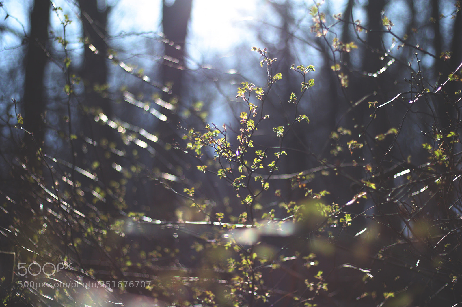 Canon EOS 750D (EOS Rebel T6i / EOS Kiss X8i) sample photo. Untitled photography