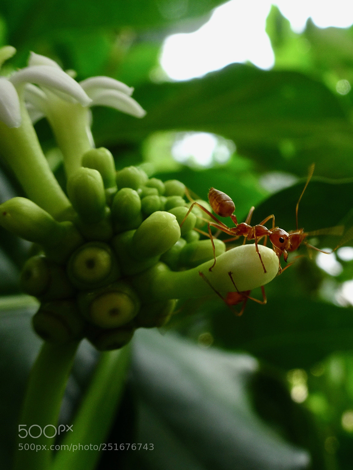 Sony DSC-HX90 sample photo. Brown ant.  photography