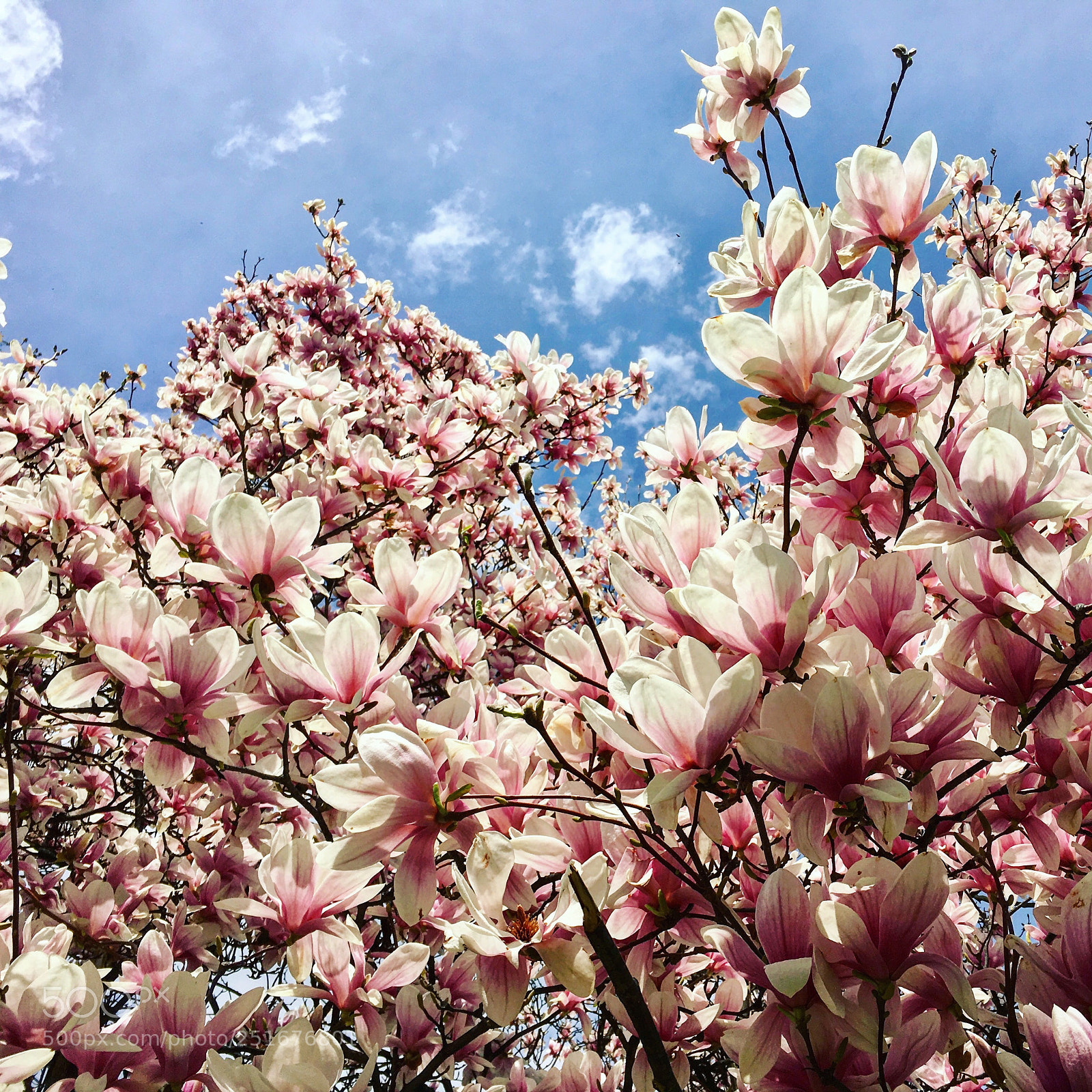 Apple iPhone 6s sample photo. Full bloom ? photography