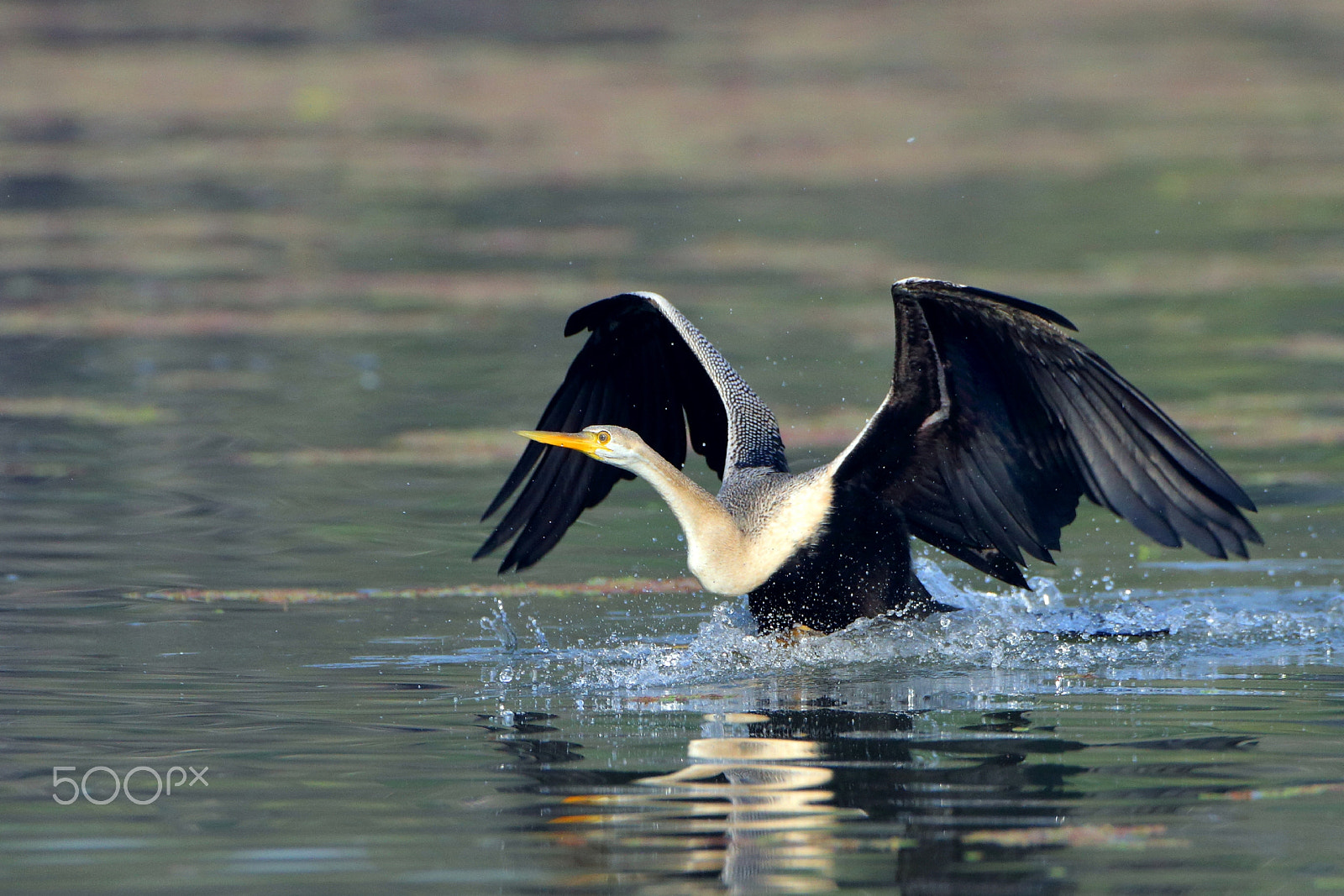 Canon EOS 70D + Canon EF 500mm F4L IS USM sample photo. Darter ...taking off... photography