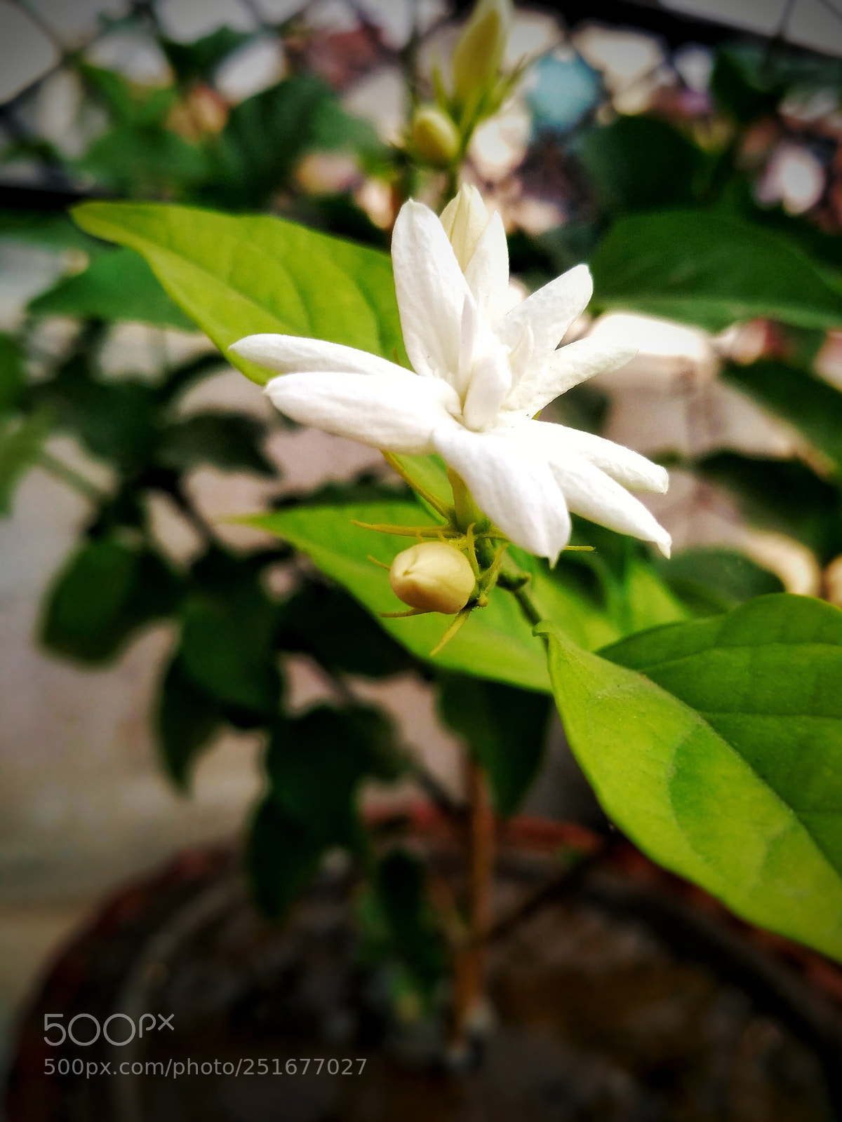 Xiaomi Redmi 3S sample photo. Sunday mornings photography