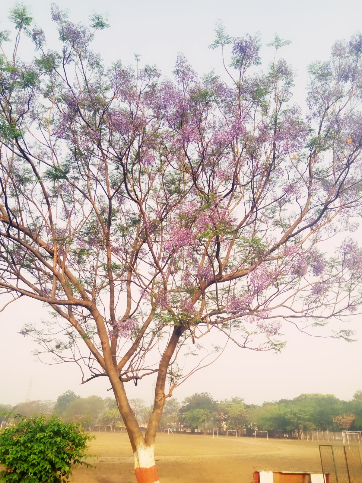 Lenovo VIBE X3 LITE sample photo. Spring photography
