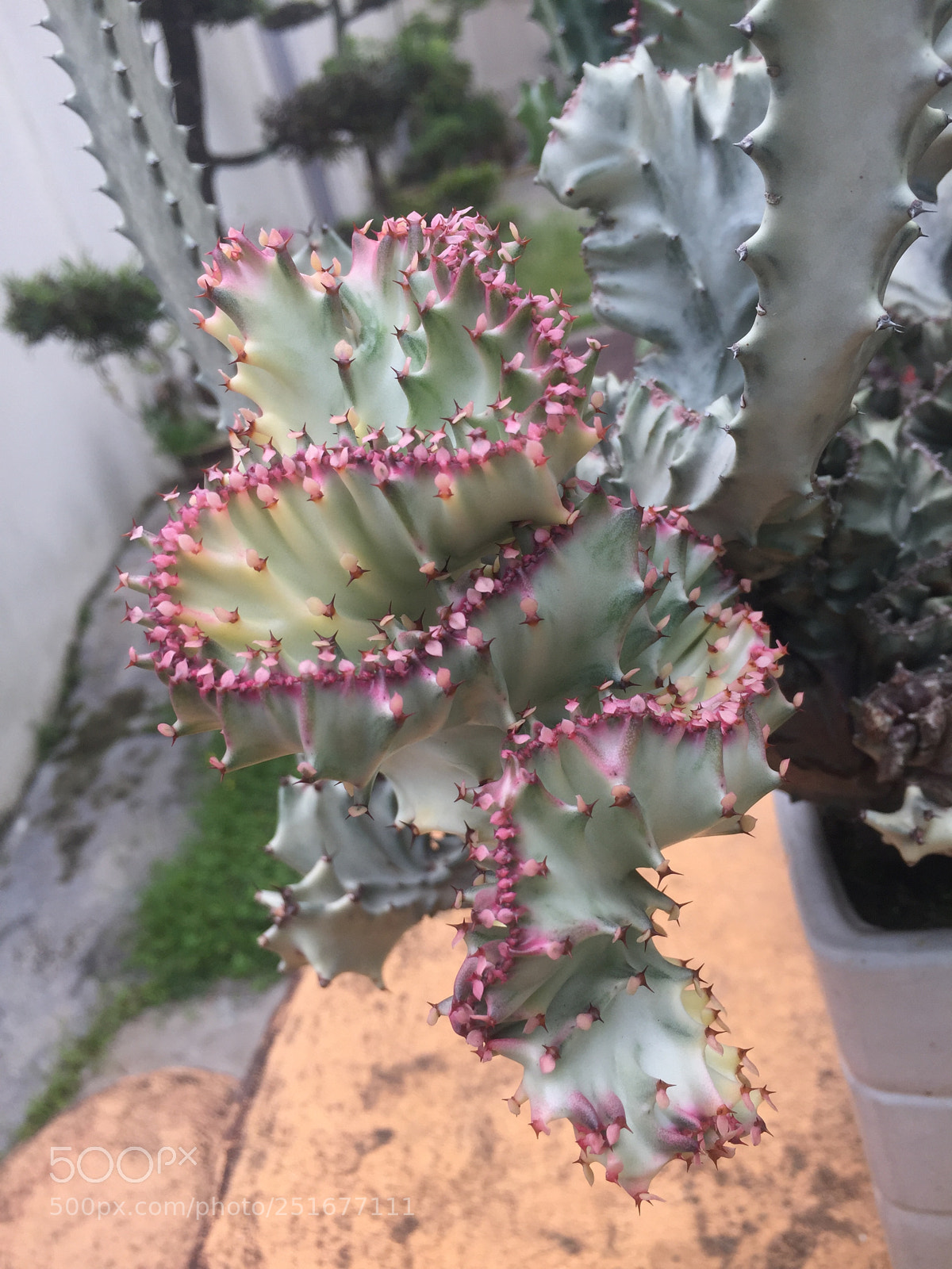 Apple iPhone 6 sample photo. Red cactus photography