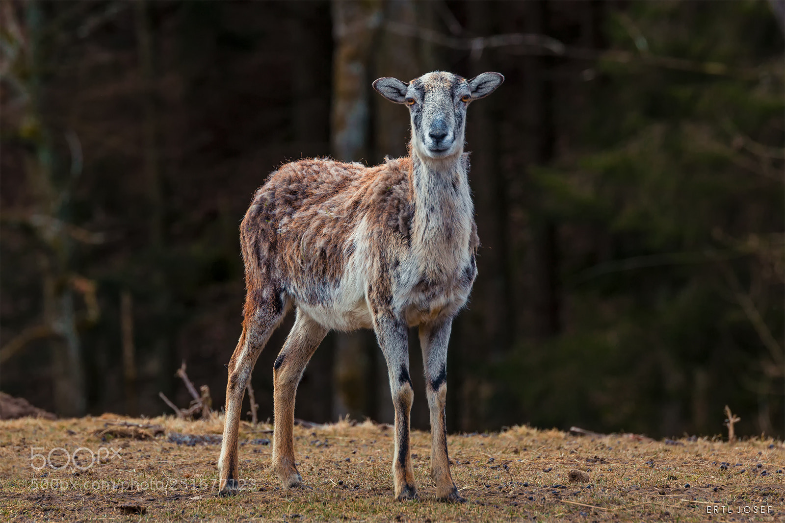 Canon EOS 70D sample photo. Auch schafe k nnen photography