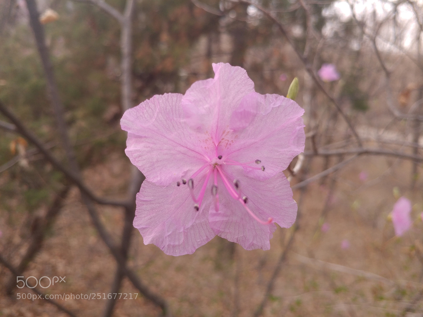 LG V20 sample photo. Pink photography