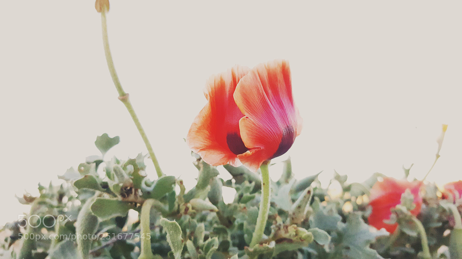 Samsung Galaxy Note5 sample photo. Spring photography
