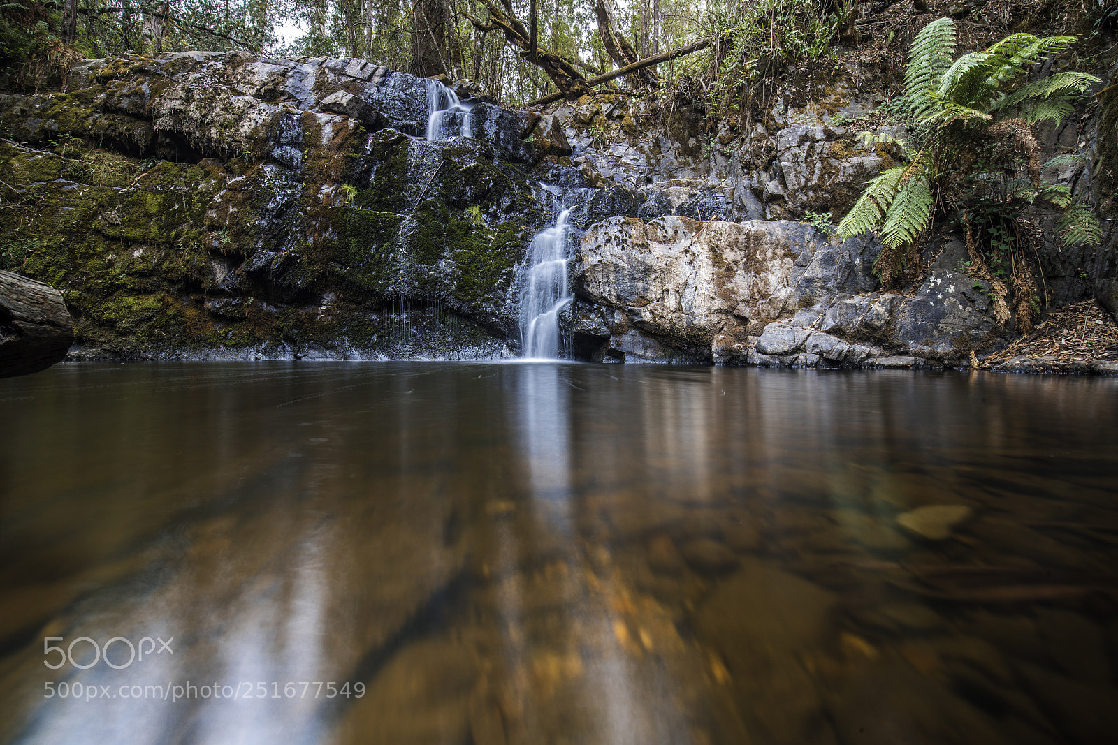 Sony a7R III sample photo. Lilydale photography