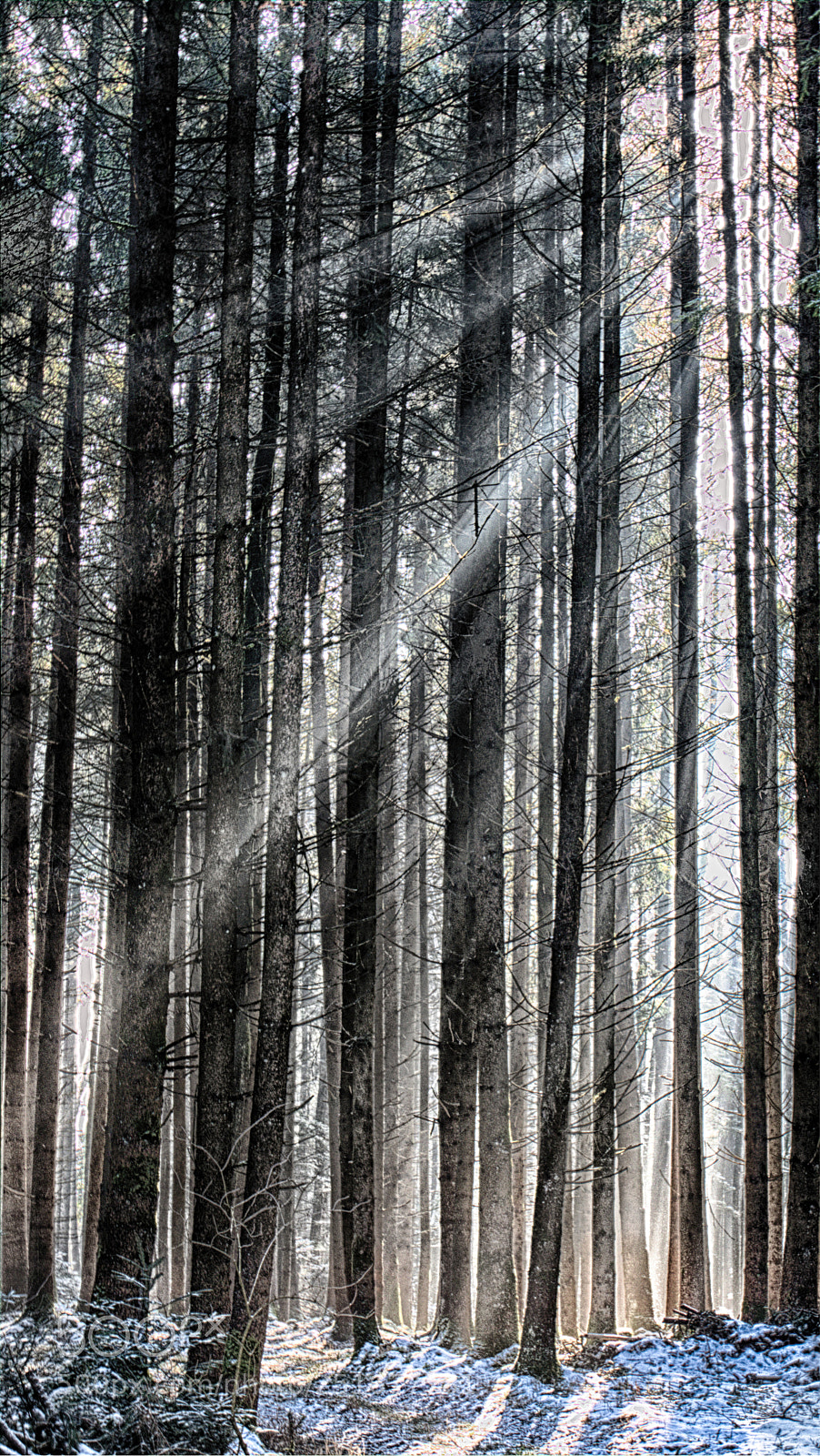 Panasonic Lumix DMC-FZ1000 sample photo. Morning in the forest photography