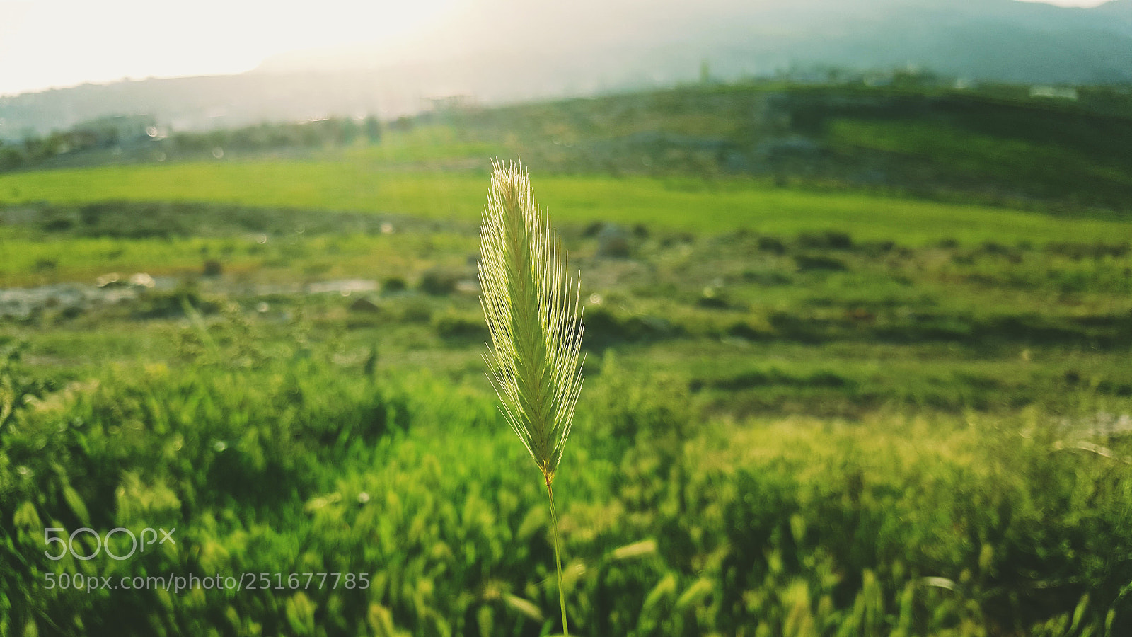Samsung Galaxy Note5 sample photo. Standing alone photography