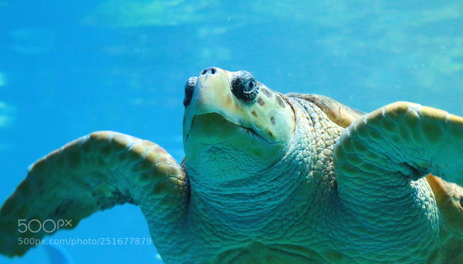 Canon EOS 70D sample photo. Green turtle photography