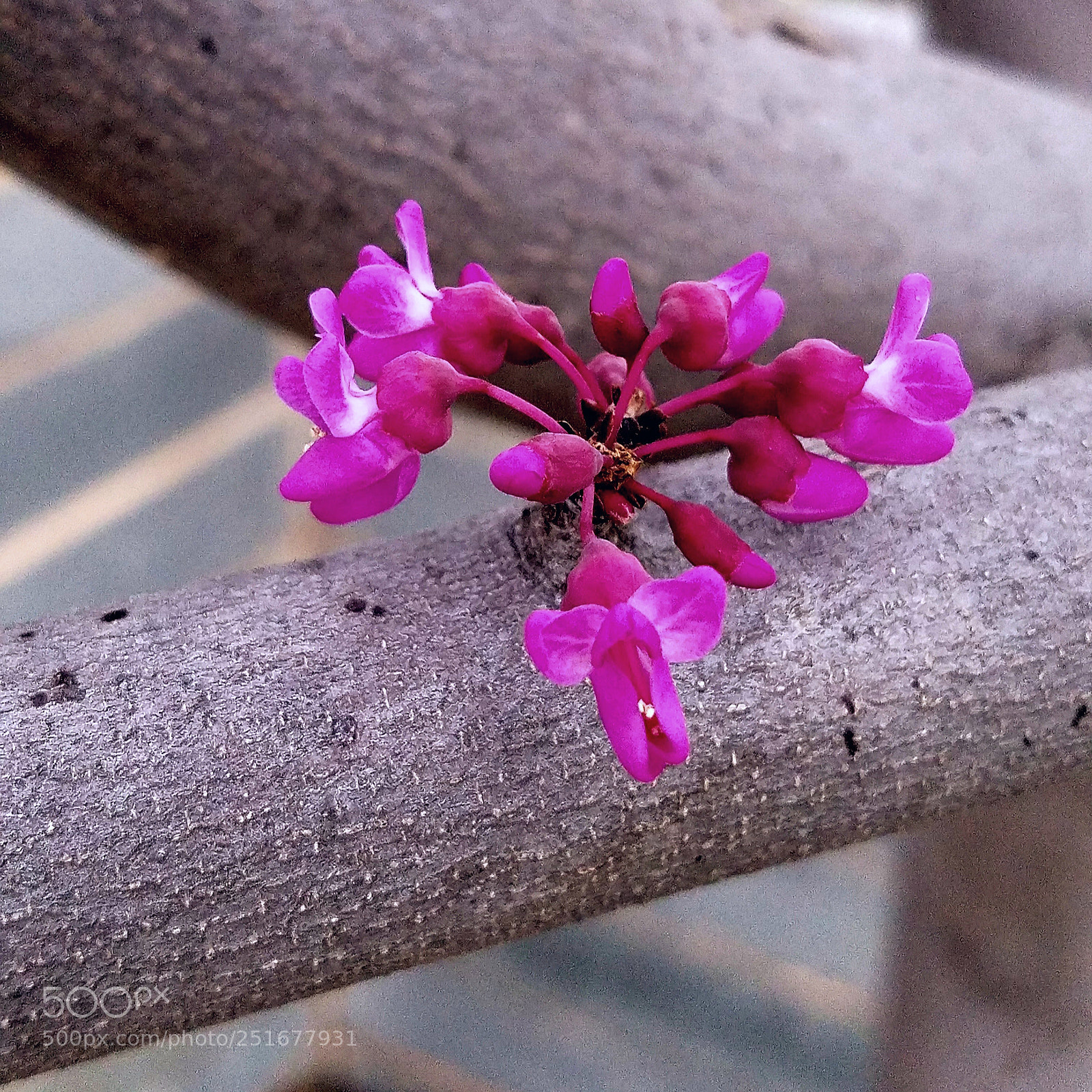 Samsung Galaxy S7 Edge sample photo. Little bud photography