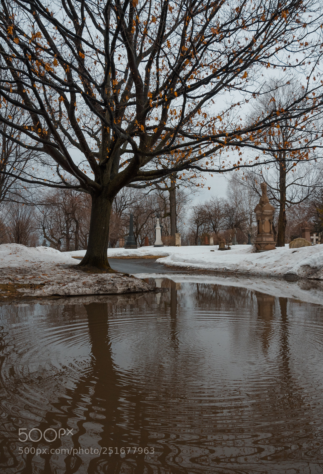 Nikon D7500 sample photo. Tree reflection photography