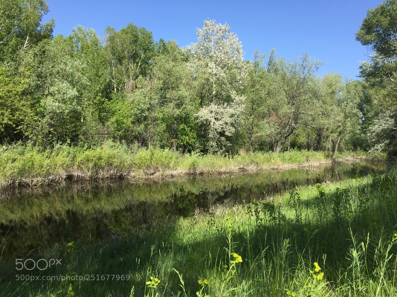 Apple iPhone 6 sample photo. Forest beauty trees and photography