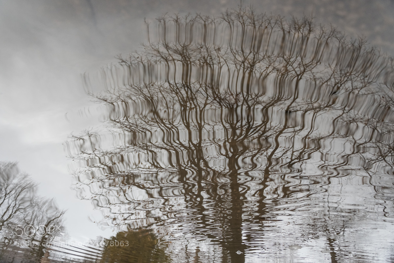 Nikon D7500 sample photo. Tree reflection photography