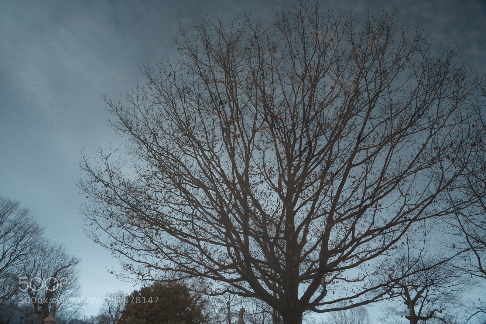 Nikon D7500 sample photo. Tree reflection photography