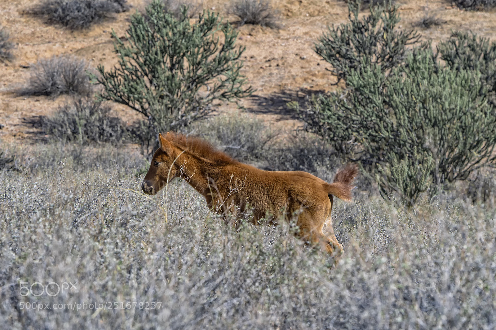 Nikon D500 sample photo. Sweet little baby... photography