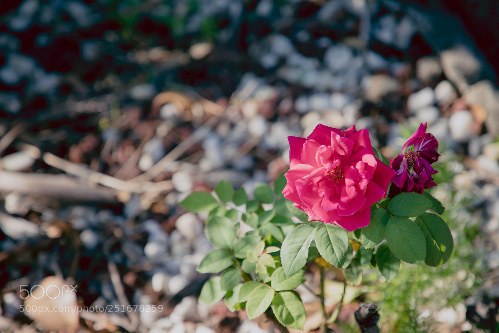 Canon EOS 6D Mark II sample photo. Easter rose photography