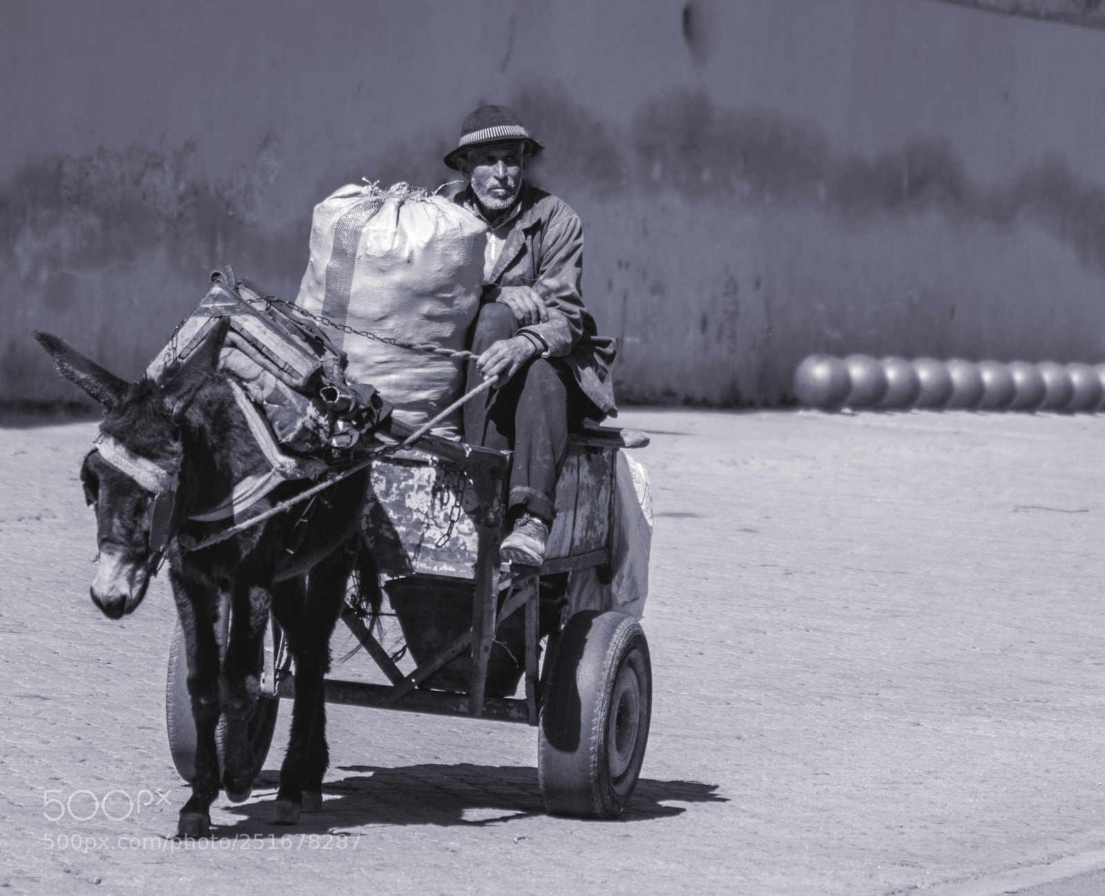 Canon EOS 70D sample photo. The donkey and the photography