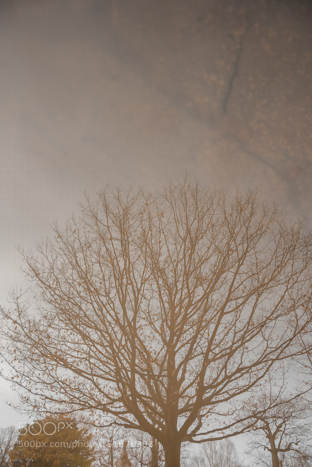Nikon D7500 sample photo. Tree reflection photography