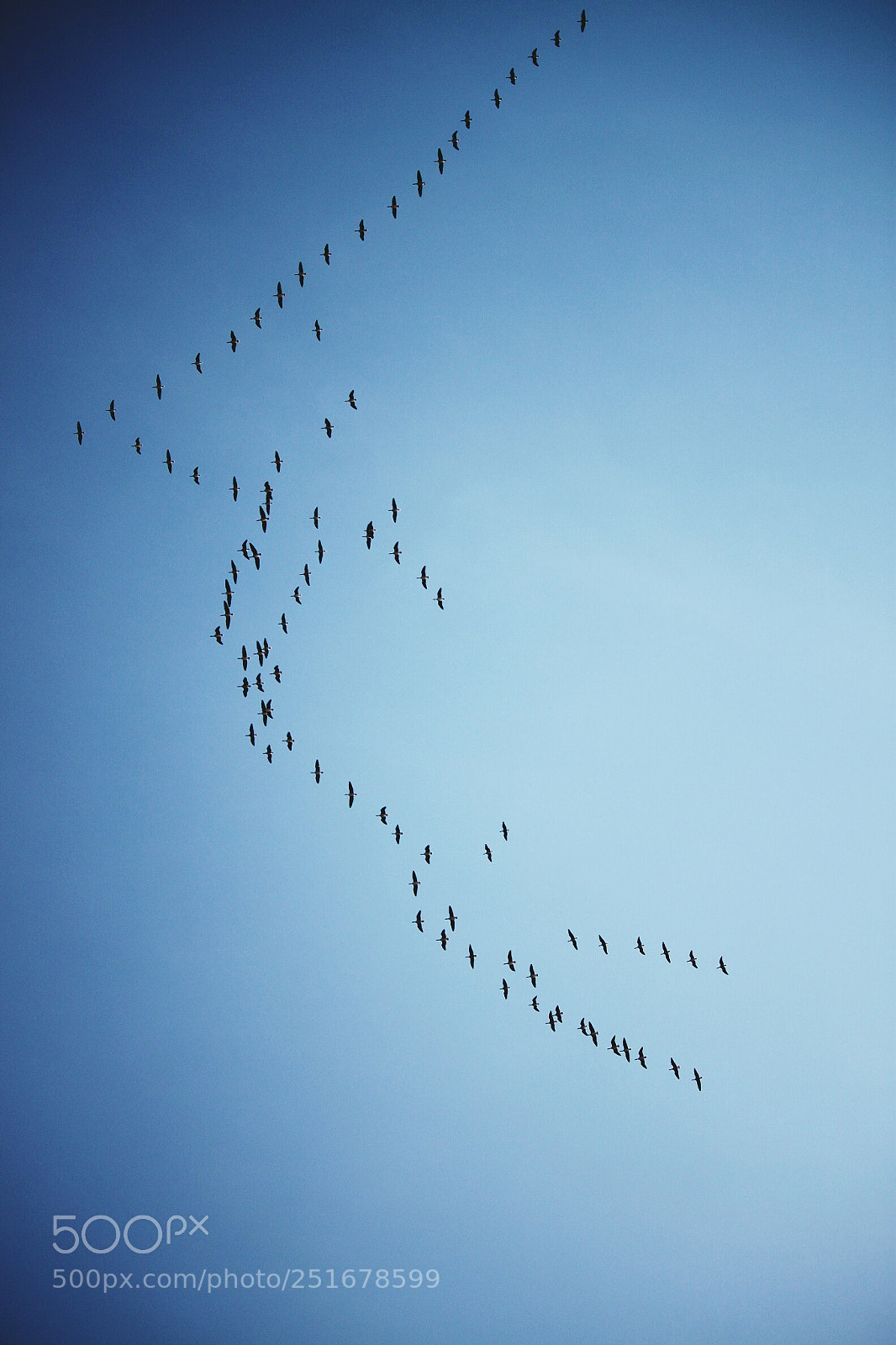 Canon EOS 500D (EOS Rebel T1i / EOS Kiss X3) sample photo. Bird migration photography
