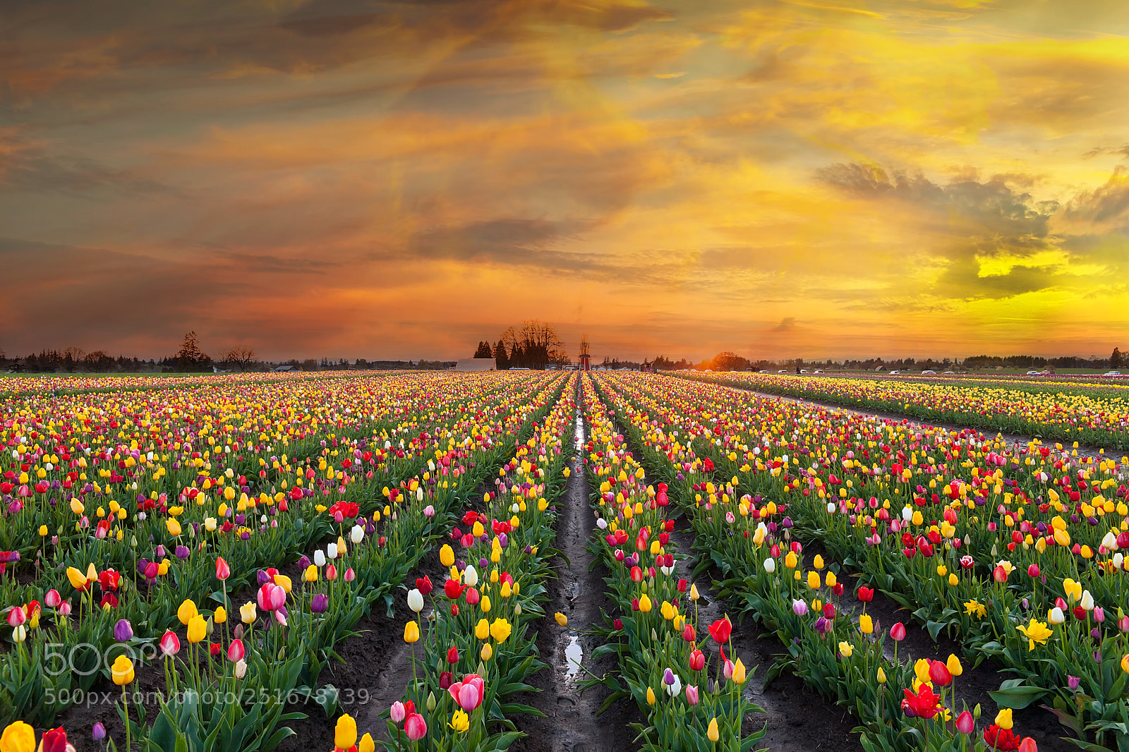 Canon EOS 5D Mark II sample photo. Sunset at tulip fields photography