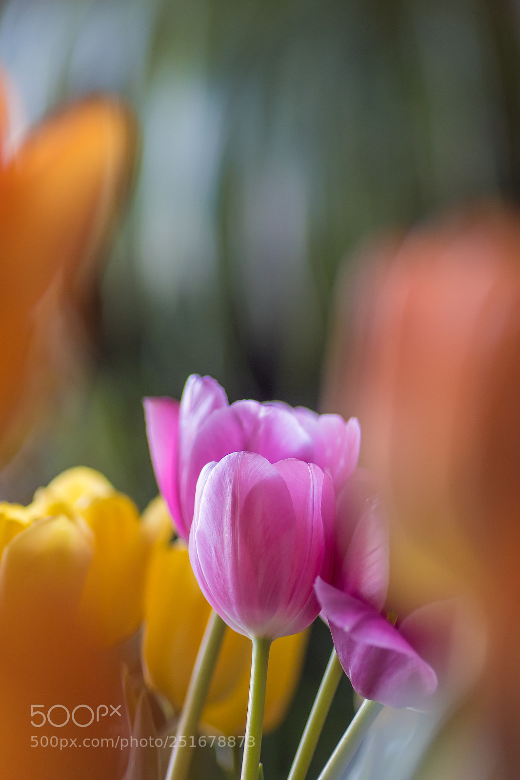 Nikon D7500 sample photo. Tulips photography