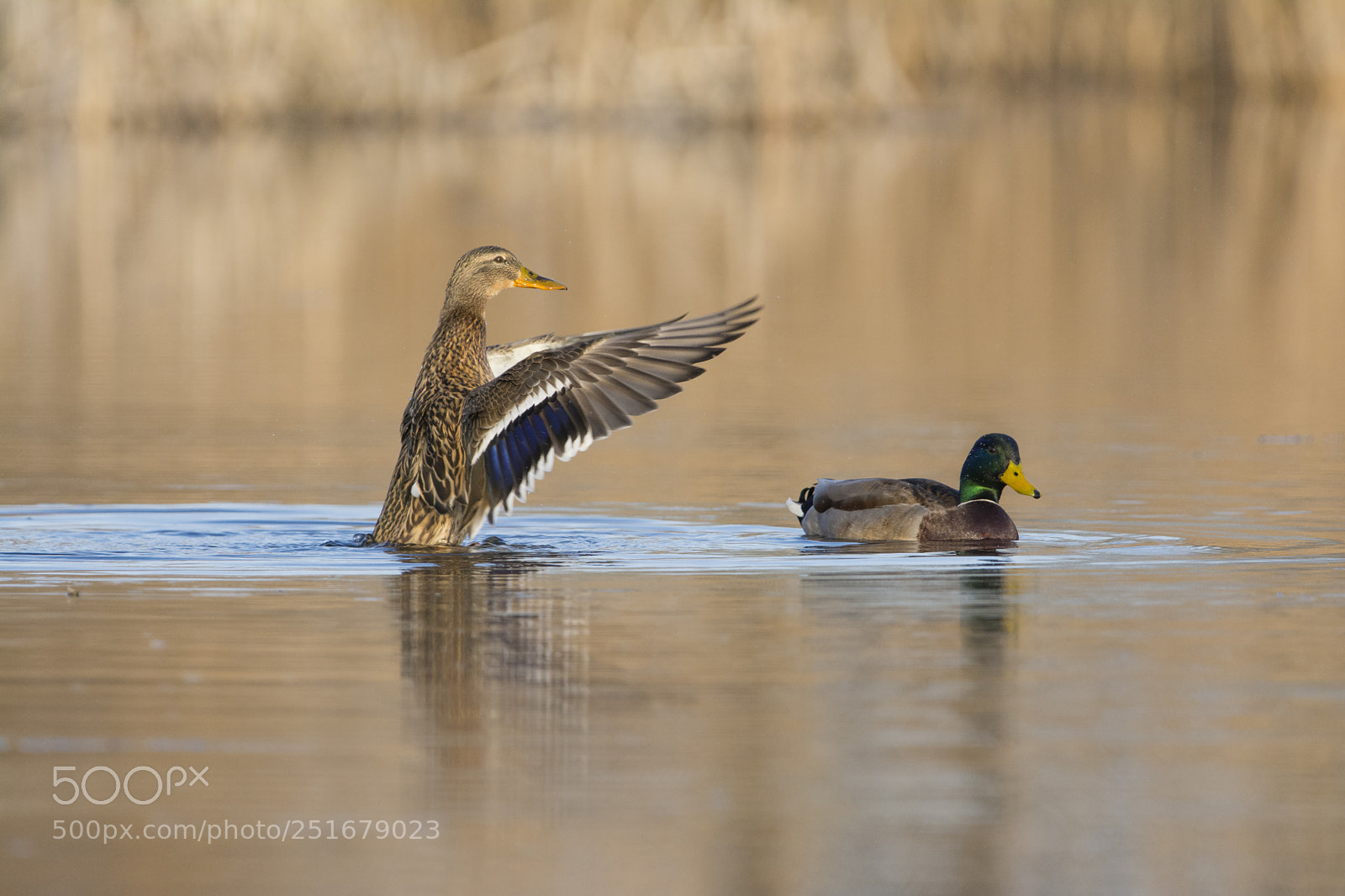 Nikon D7100 sample photo. Mallard photography