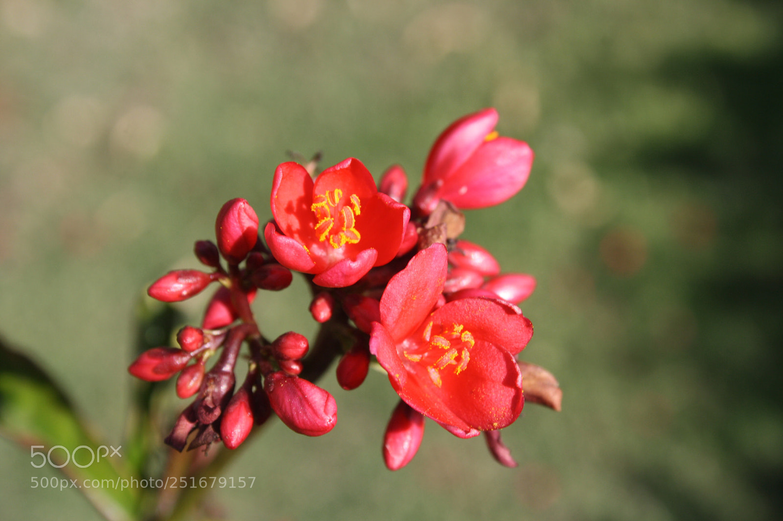 Canon EOS 1000D (EOS Digital Rebel XS / EOS Kiss F) sample photo. Kaboom photography