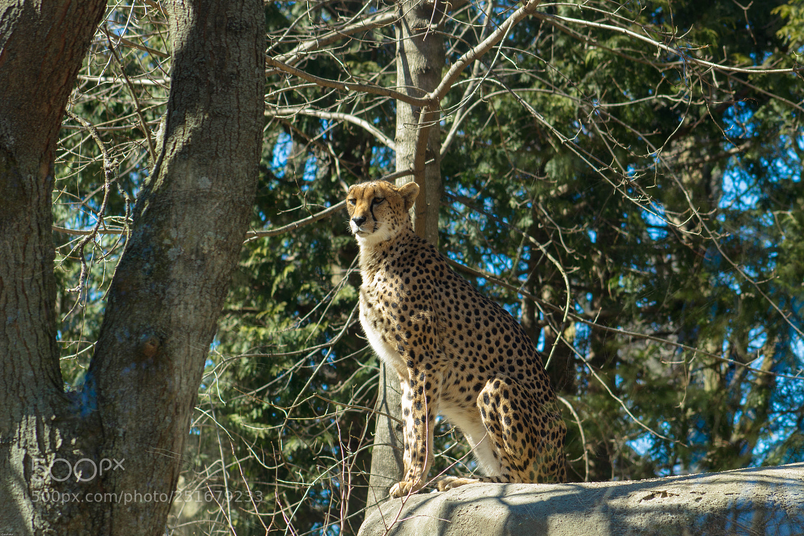 Canon EOS 1300D (EOS Rebel T6 / EOS Kiss X80) sample photo. Cheetah photography