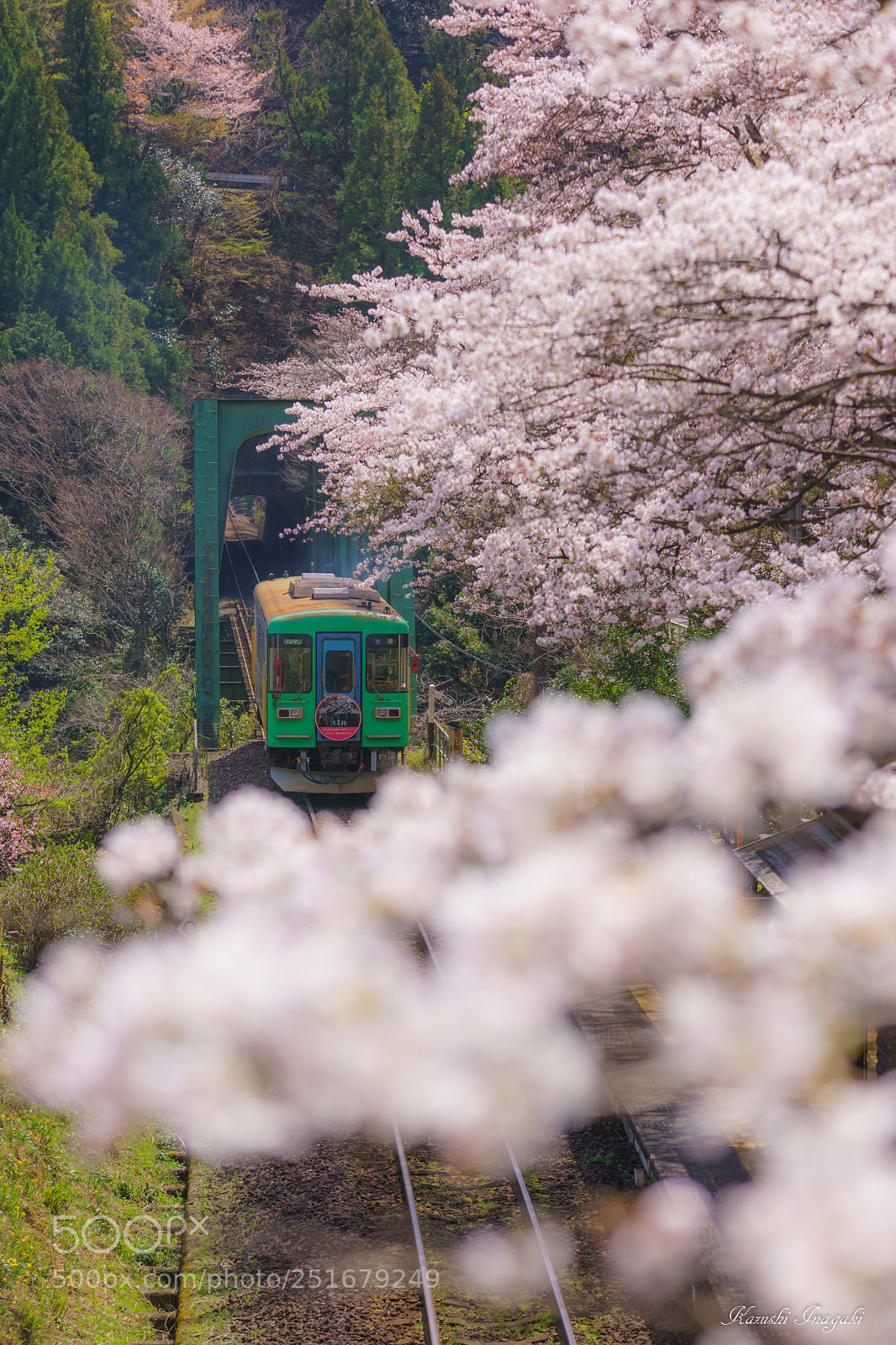 Sony a99 II sample photo. Cherry blossom train photography