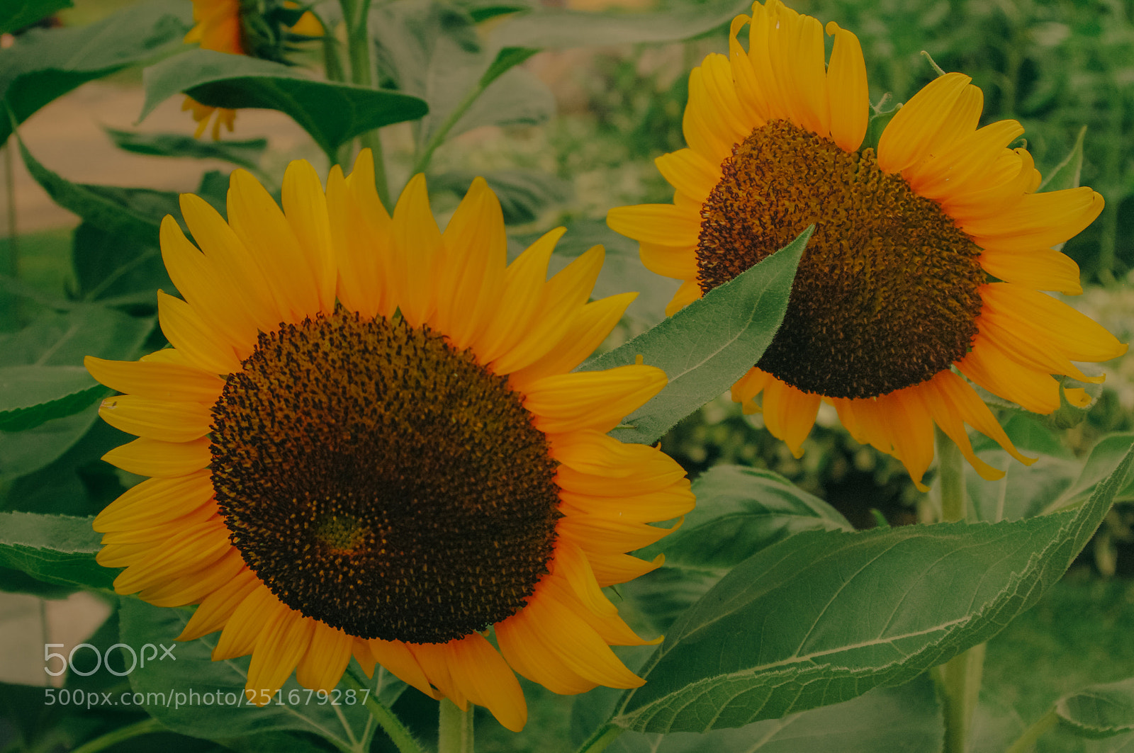 Pentax K-r sample photo. Untitled photography