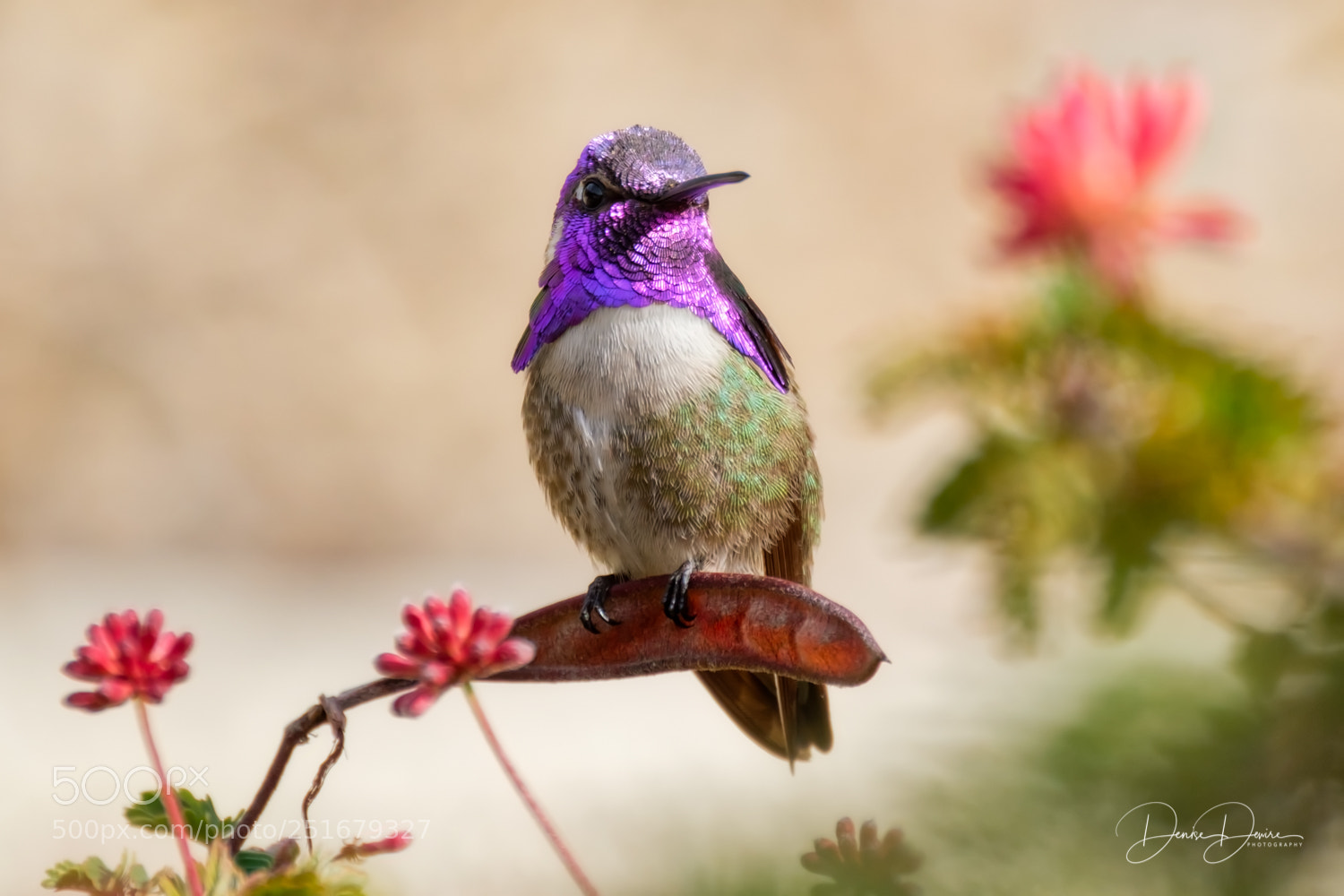 Fujifilm X-T2 sample photo. Costa's hummingbird photography