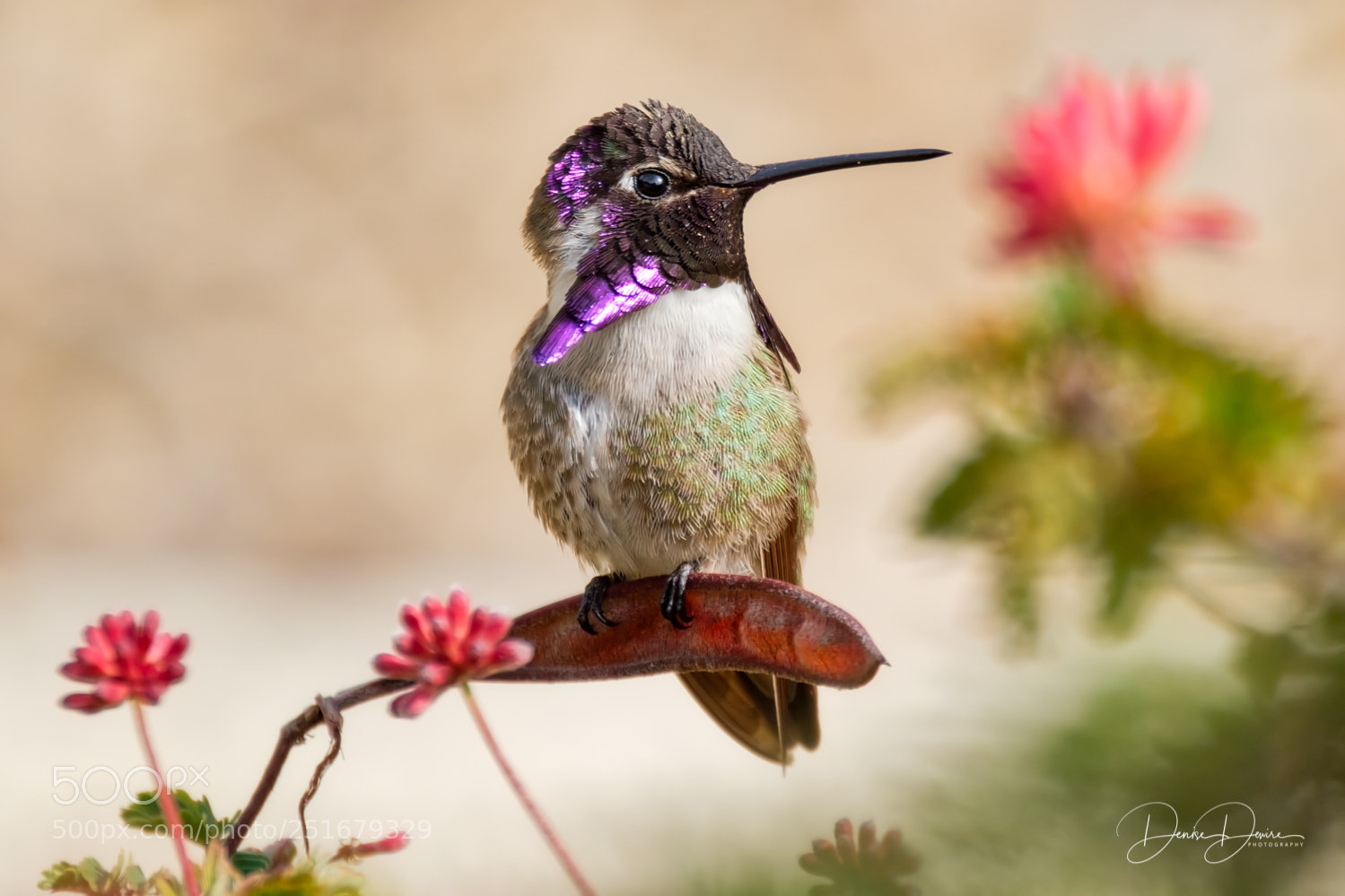 Fujifilm X-T2 sample photo. Costa's hummingbird photography