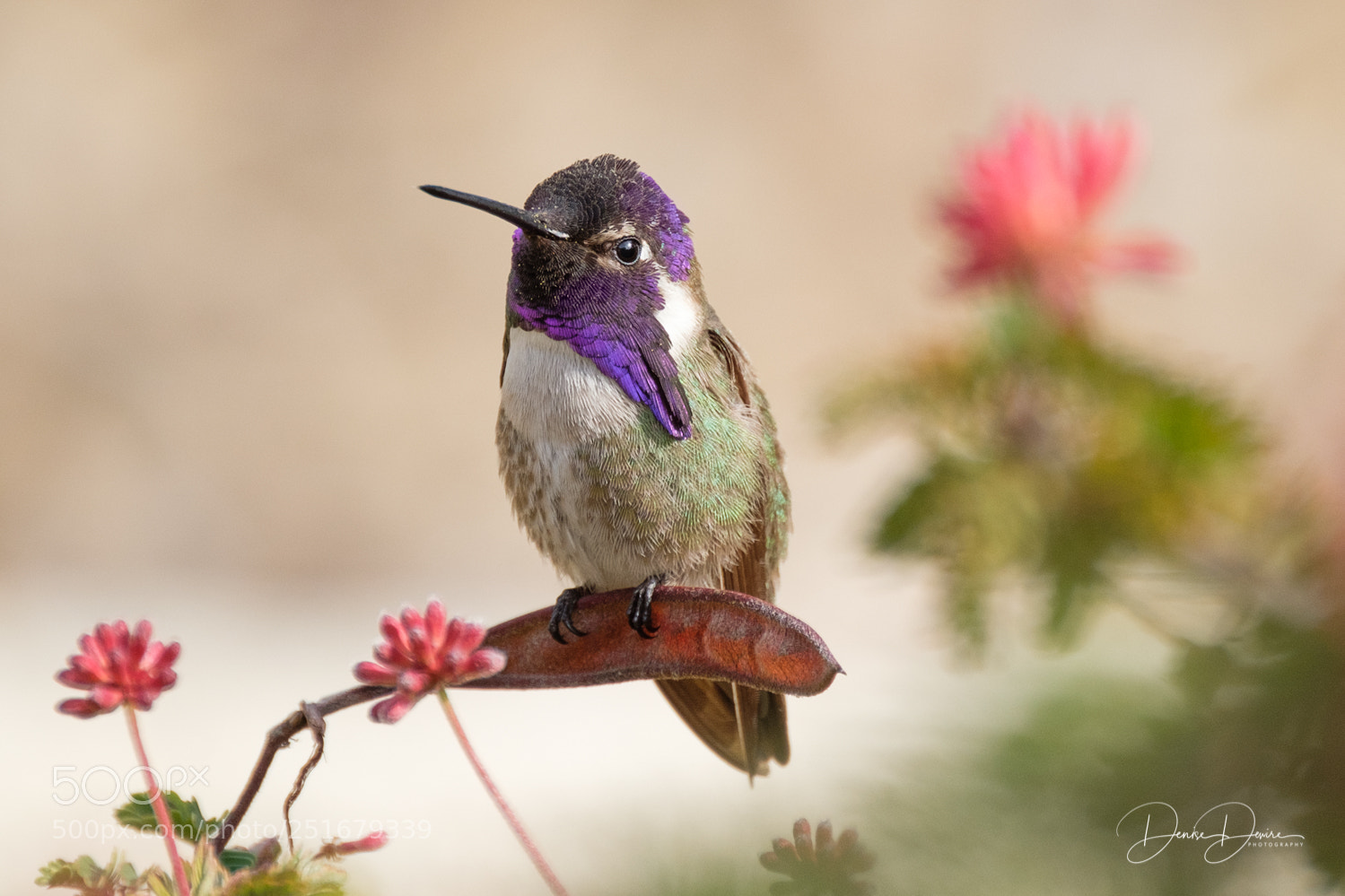 Fujifilm X-T2 sample photo. Costa's hummingbird photography
