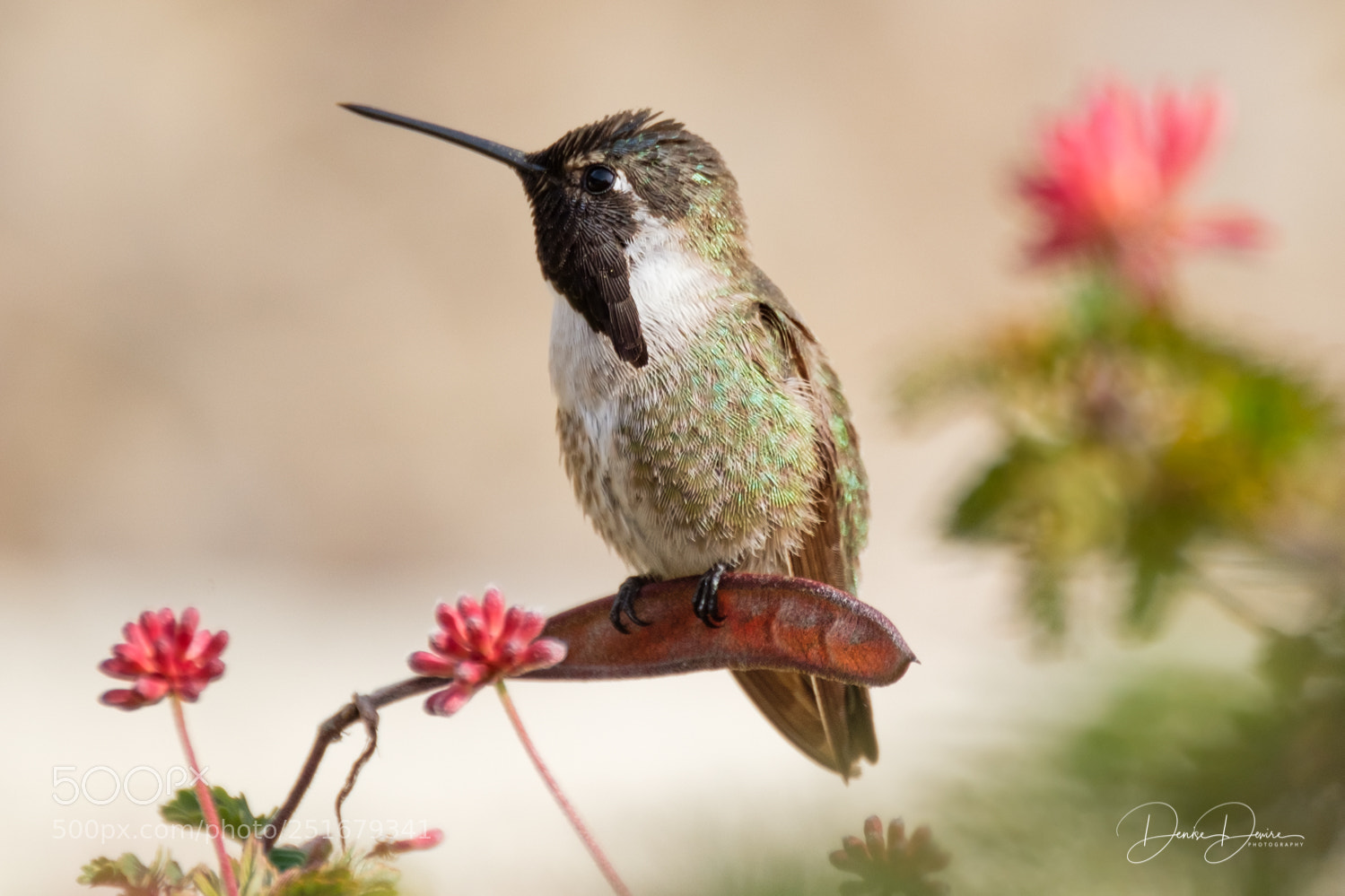 Fujifilm X-T2 sample photo. Costa's hummingbird photography