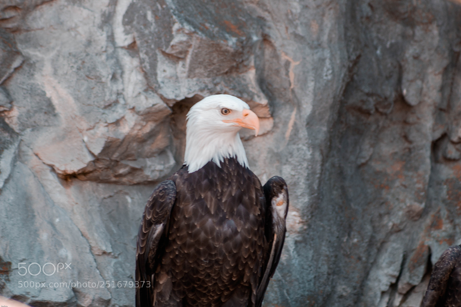 Canon EOS 1300D (EOS Rebel T6 / EOS Kiss X80) sample photo. Bald eagle at the photography
