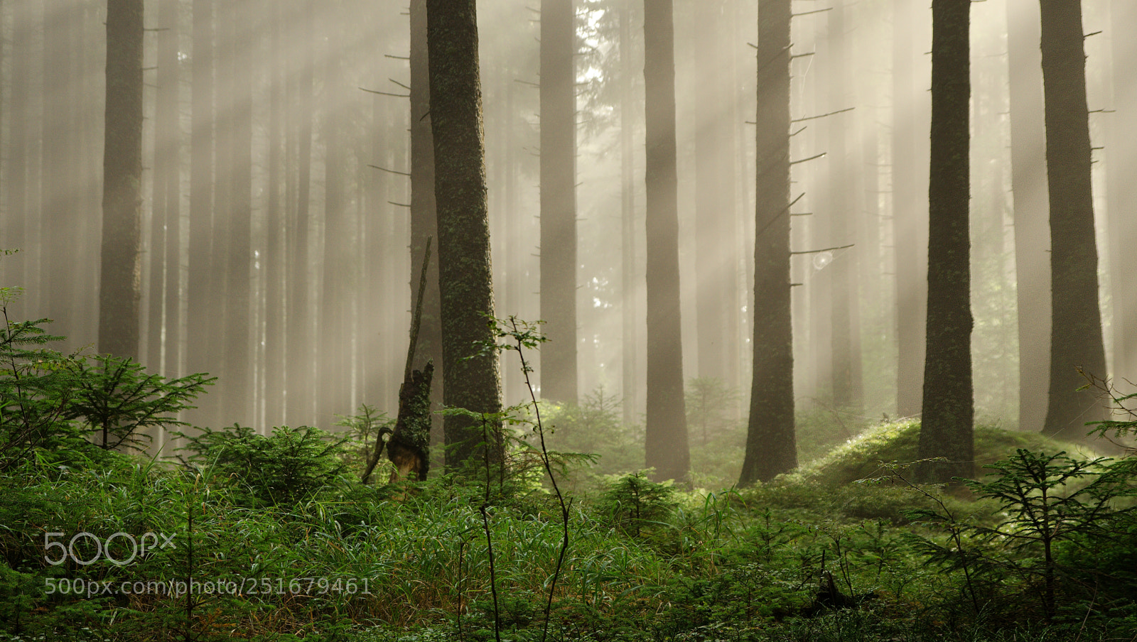 Nikon D7000 sample photo. Light in forest photography