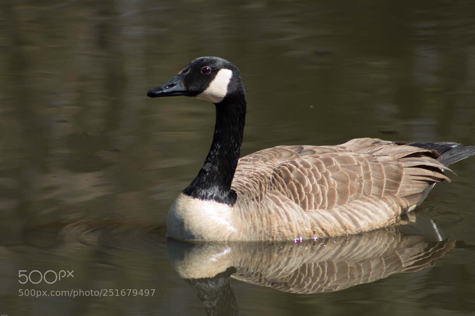 Canon EOS 1300D (EOS Rebel T6 / EOS Kiss X80) sample photo. Goose at roger williams photography