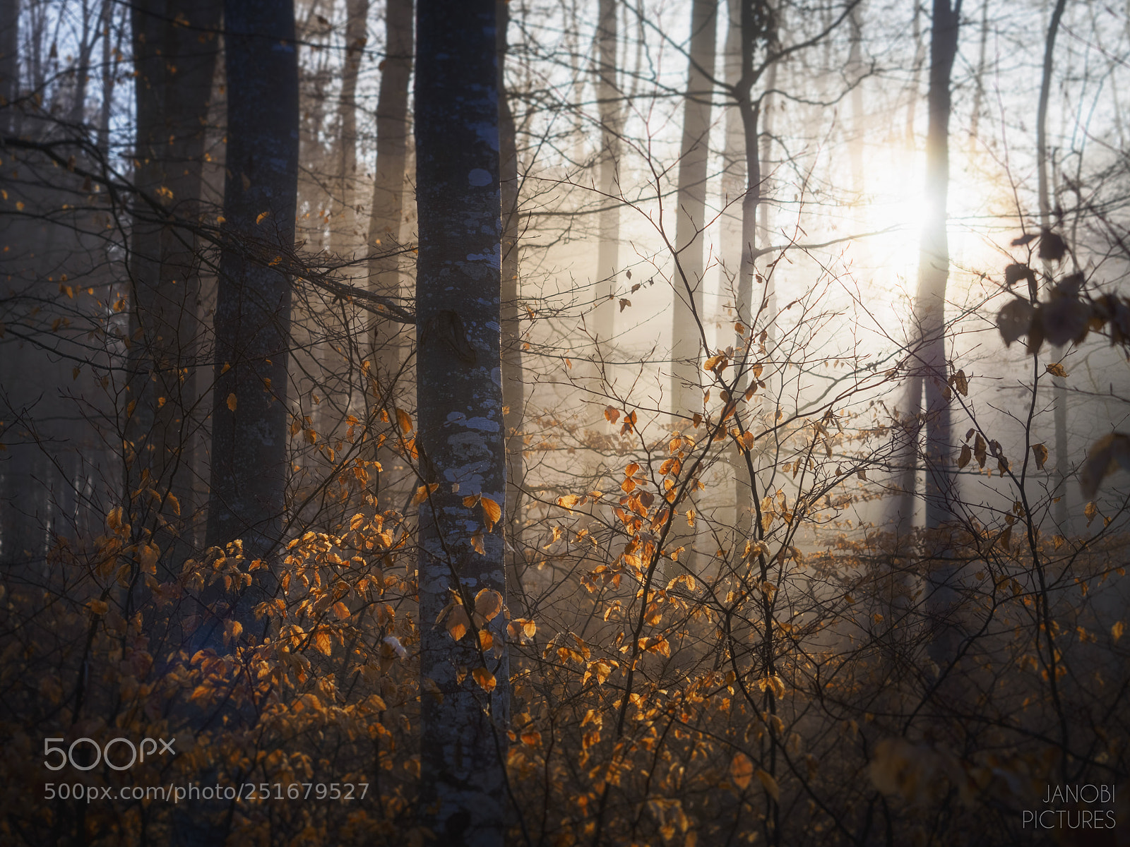 Olympus OM-D E-M5 II sample photo. The first warm rays photography