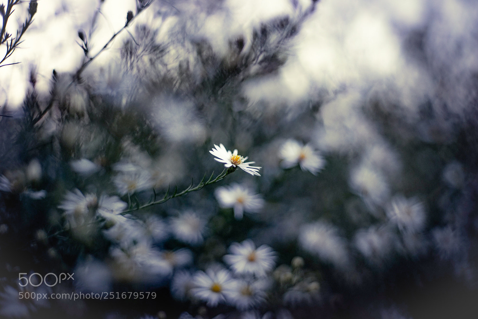 Sony a7R sample photo. 秋の花
 photography
